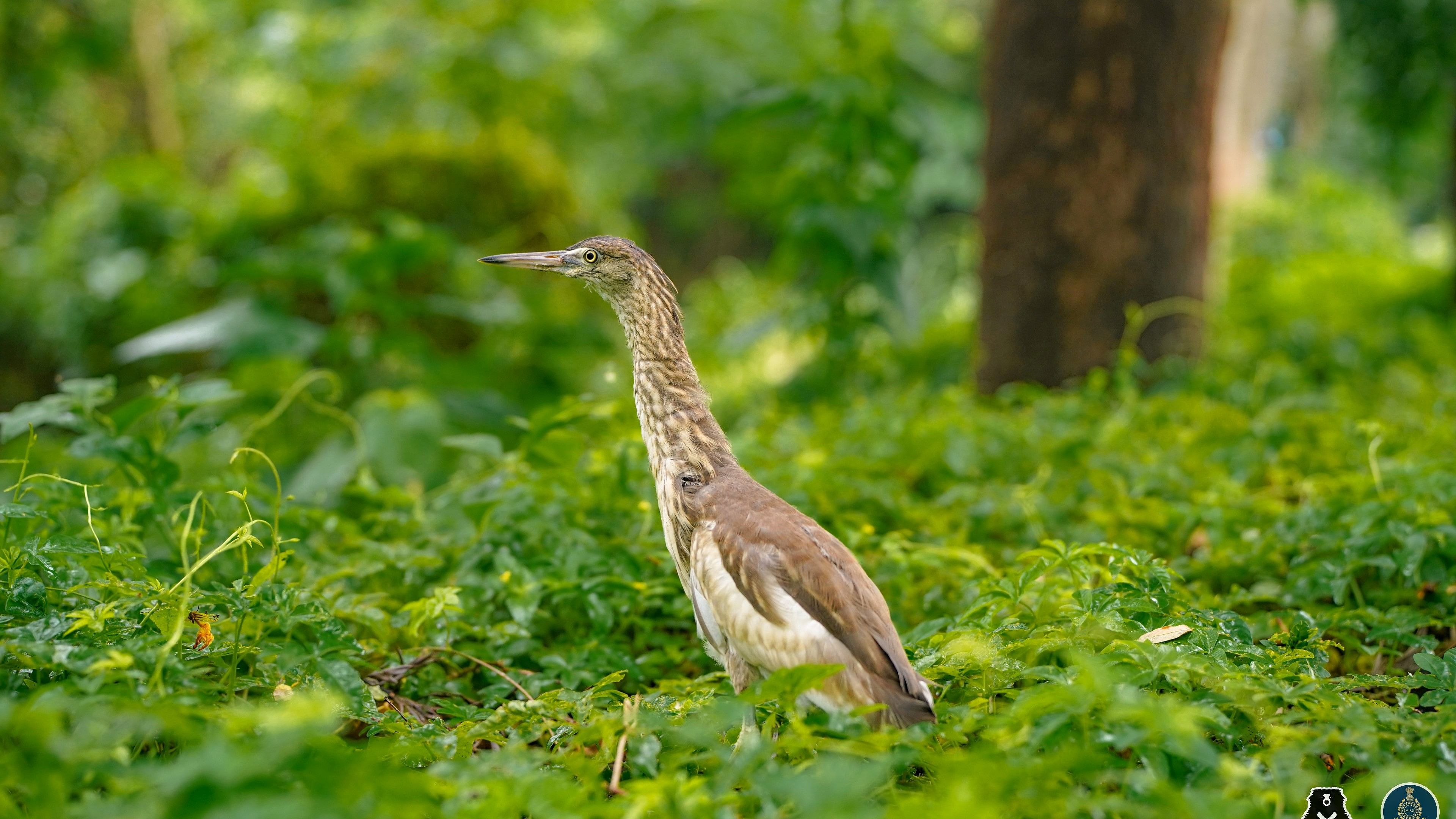 <div class="paragraphs"><p>The pond heron being released back into the wild after it made a remarkable recovery under the supervision and care of&nbsp;the Maharashtra Forest Department (MFD) and Wildlife SOS.</p></div>